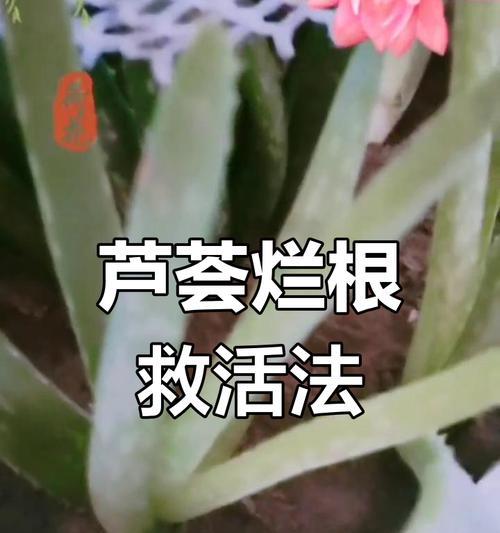 如何最有效地处理烂根问题（探索烂根处理的关键方法与技巧）